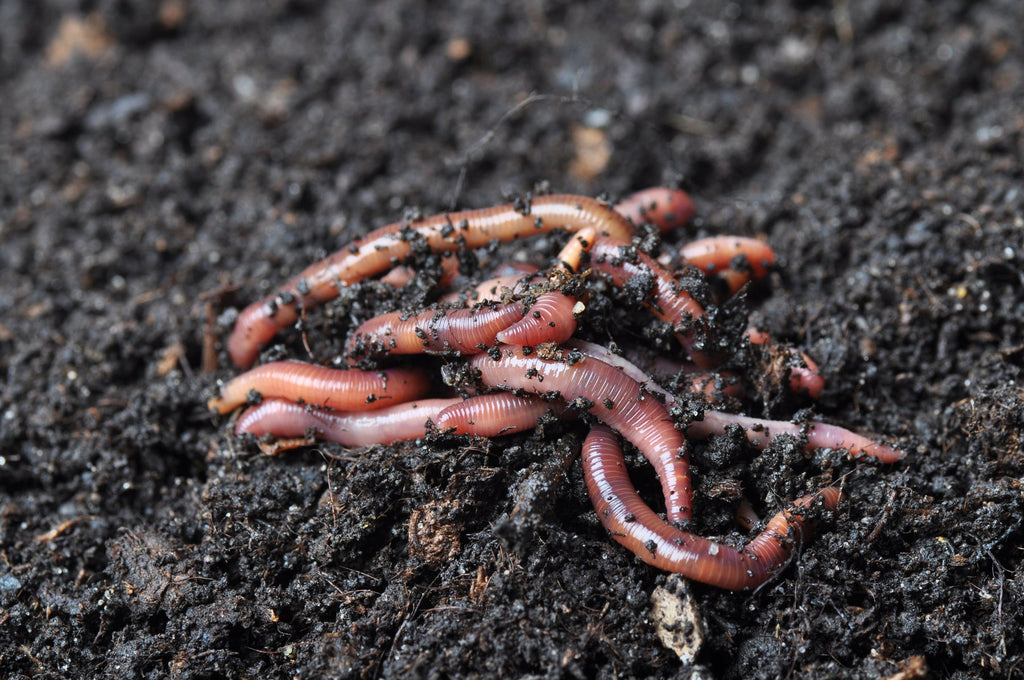 Worm casting with worms