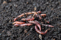 Worm casting with worms