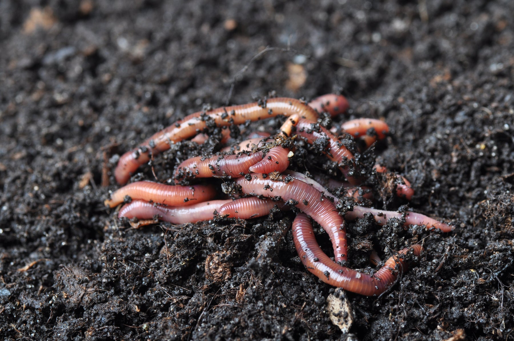 Worm casting with worms